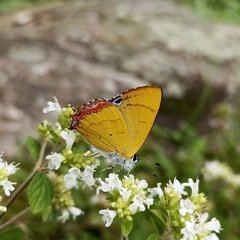 Heliophorus brahma