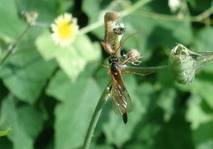 Habrocampulum biguttatum