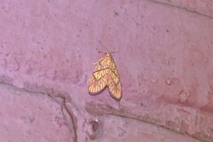 Barsine cornicornutata