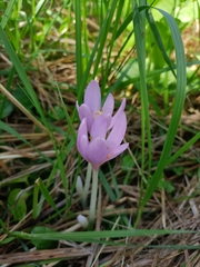 Colchicum autumnale