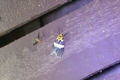 Ammatho maculifasciata