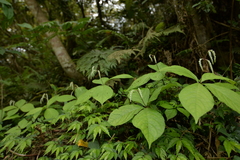 Chloranthus oldhamii