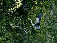 Ardea cinerea