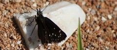 Pholisora mejicanus