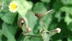 Habrocampulum biguttatum