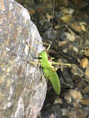 Hexacentrus unicolor