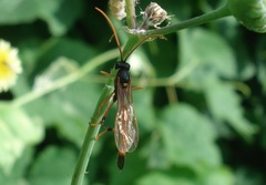 Habrocampulum biguttatum