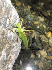 Hexacentrus unicolor