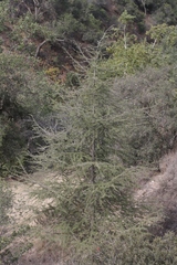 Cedrus deodara