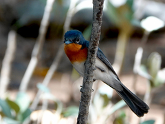 Myiagra ruficollis