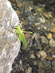 Hexacentrus unicolor