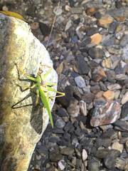 Hexacentrus unicolor