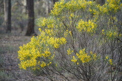 Acacia williamsonii