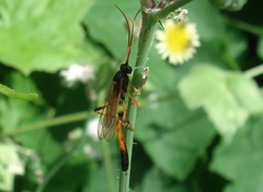 Habrocampulum biguttatum