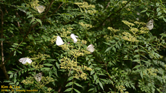 Pieris melete