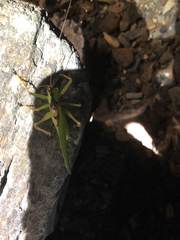 Hexacentrus unicolor