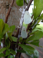 Poeciloflata combinata