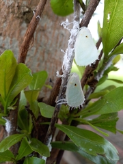 Poeciloflata combinata