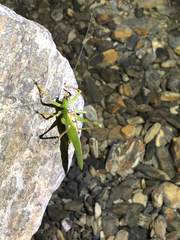 Hexacentrus unicolor