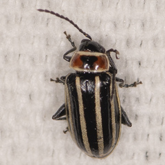 Disonycha pensylvanica