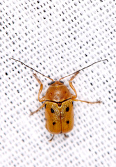 Cryptocephalus octomaculatus