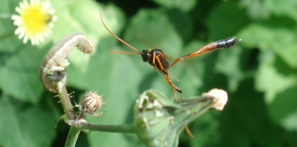 Habrocampulum