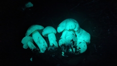 Tricholoma smithii