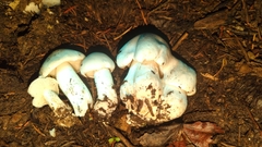 Tricholoma smithii