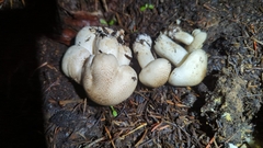 Tricholoma smithii