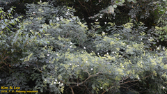 Zanthoxylum schinifolium