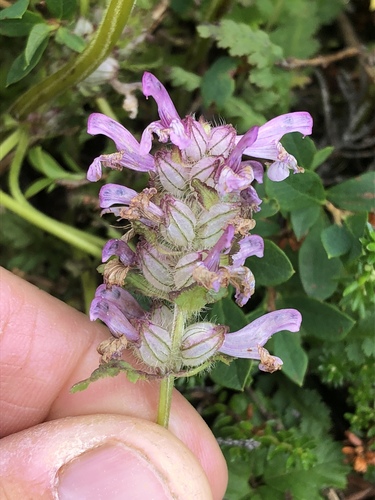 Pedicularis verticillata iNat (1)