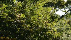 Castanea crenata
