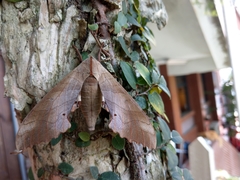 Marumba sperchius