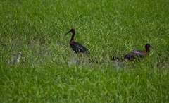 Plegadis falcinellus