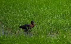 Plegadis falcinellus