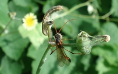 Habrocampulum biguttatum