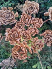Heracleum sphondylium
