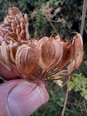 Heracleum sphondylium