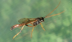 Habrocampulum biguttatum