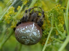 Araneus quadratus