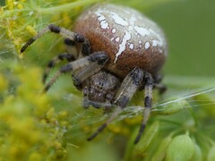 Araneus quadratus