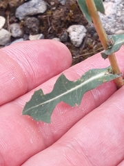 Lactuca serriola