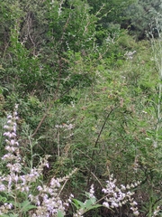 Vitex negundo heterophylla