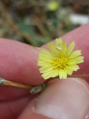 Lactuca serriola