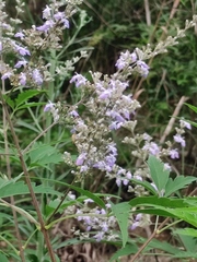 Vitex negundo heterophylla