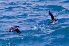 Synthliboramphus scrippsi