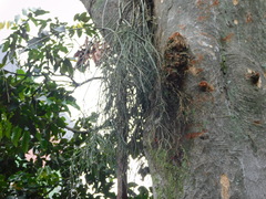 Rhipsalis baccifera