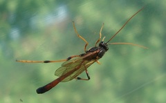 Habrocampulum biguttatum