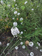 Lysimachia pentapetala