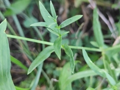 Gypsophila oldhamiana